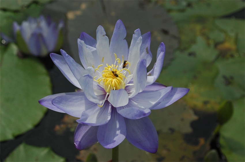 Nymphaea Gigantea Hybrid