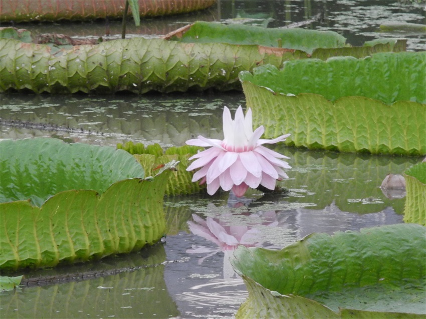 克魯茲王蓮