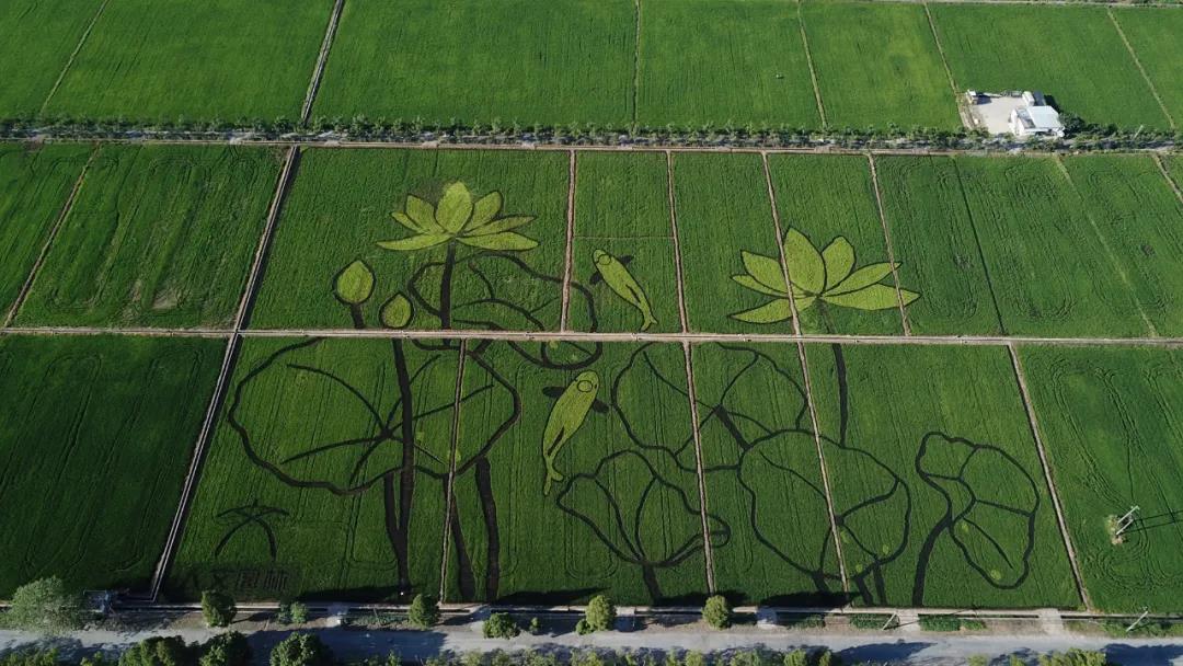 人文園林大地藝術(shù)創(chuàng)新作品——文浦花園稻田荷花圖