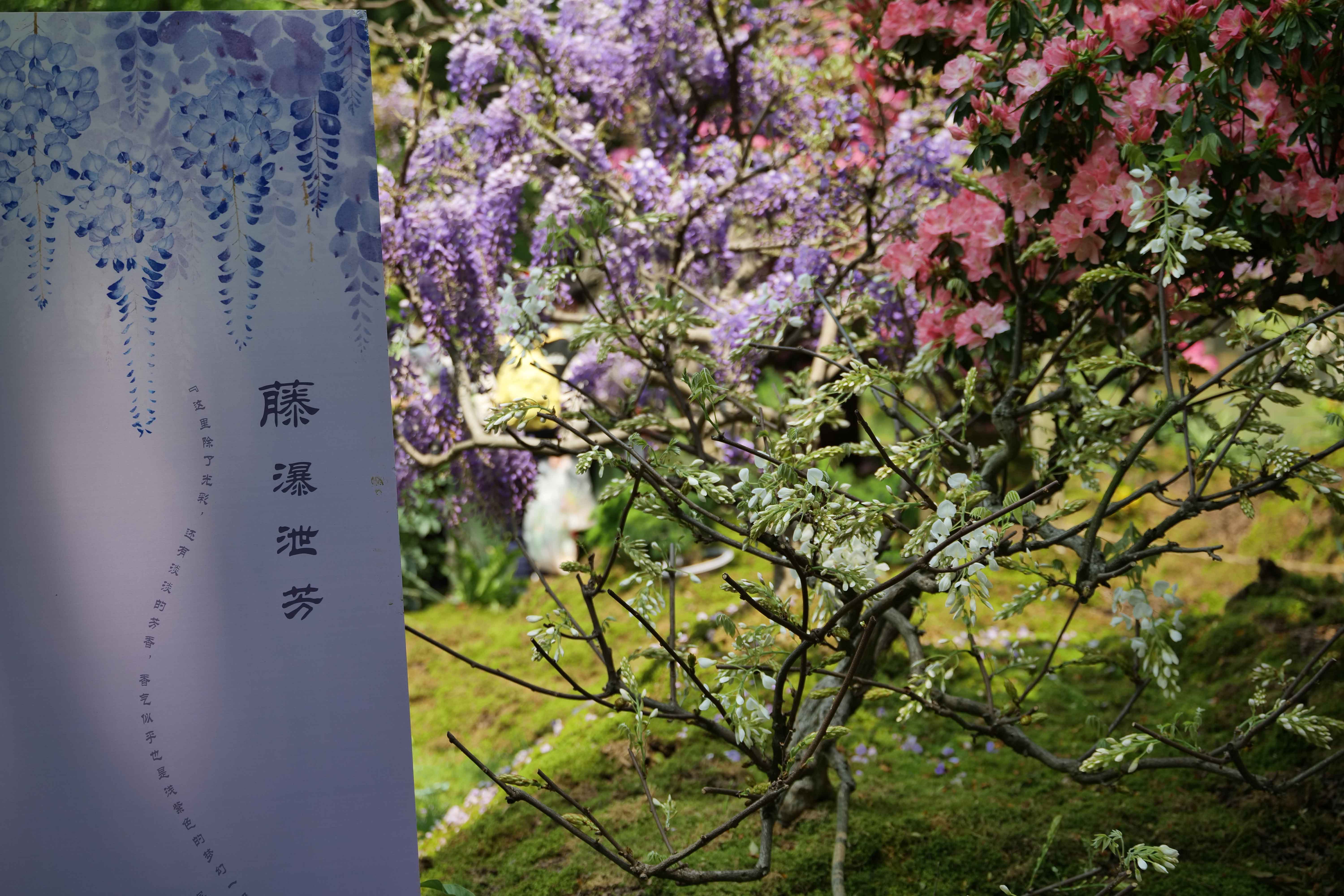 人文花展|太子灣公園花事新焦點(diǎn)，紫藤花開迎客，燦若云霞！