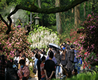 人文花展|「紫藤杜鵑」實(shí)力吸睛，人文園林太子灣春日限定花展圓滿舉辦！