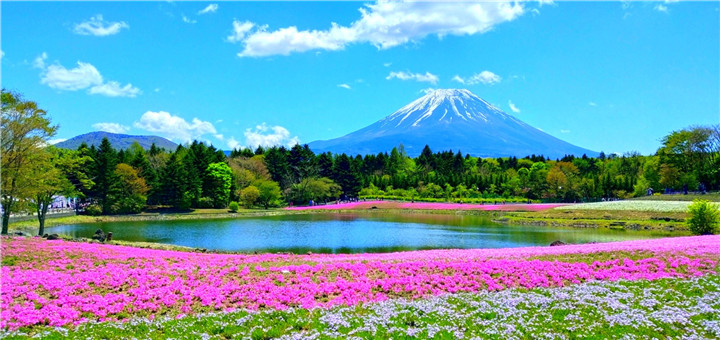 吳閩威-芝櫻花海.jpg